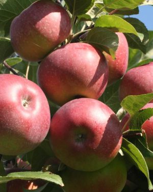 Яблоня Летнее Полосатое Фото Отзывы Яблоня Летнее Полосатое Фото Отзывы